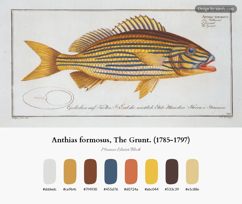 Anthias formosus, The Grunt. (1785-1797)-palette by Marcus Elieser Bloch