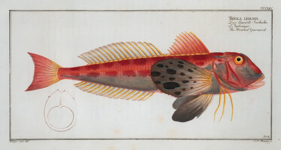 Trigla lineata, The Streaked Gurnard. (1785-1797) by Marcus Elieser Bloch