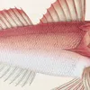 Fauna japonica Pl.022 (1833-1850)-d1 by Philipp Franz Balthasar von Siebold