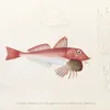 Fauna japonica Pl.022 (1833-1850)-full by Philipp Franz Balthasar von Siebold
