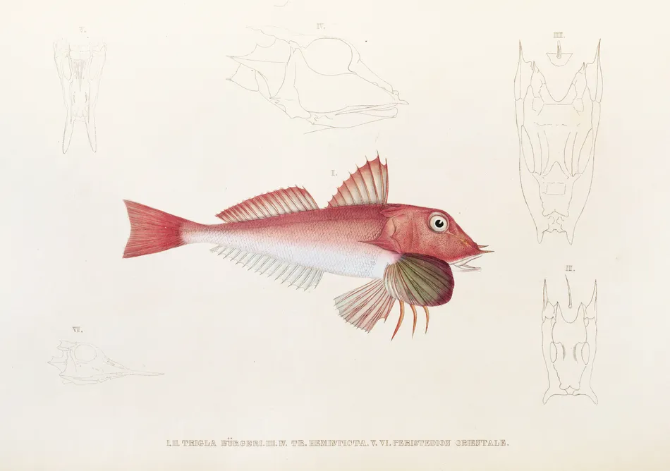 Fauna japonica Pl.022 (1833-1850)-full by Philipp Franz Balthasar von Siebold