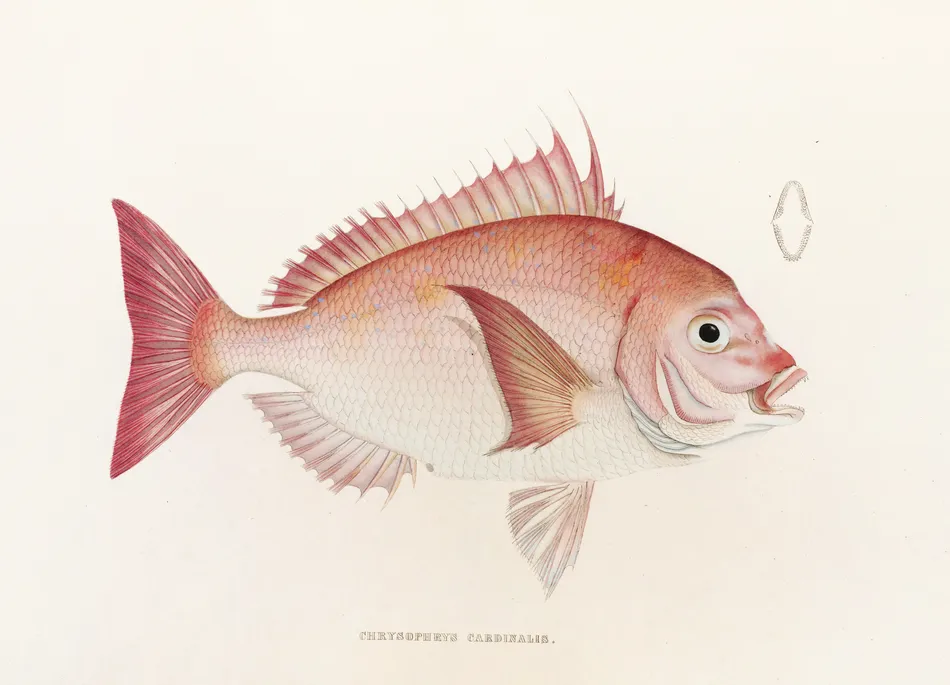 Fauna japonica Pl.046 (1833-1850) by Philipp Franz Balthasar von Siebold