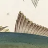 Fauna japonica Pl.071 (1833-1850)-d1 by Philipp Franz Balthasar von Siebold