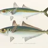 Fauna japonica Pl.071 (1833-1850)-full by Philipp Franz Balthasar von Siebold