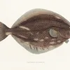 Fauna japonica Pl.108 (1833-1850)-full by Philipp Franz Balthasar von Siebold
