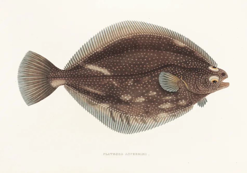Fauna japonica Pl.108 (1833-1850)-full by Philipp Franz Balthasar von Siebold