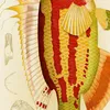Fishes III (1885-1890) (1)-d2 by Frederick McCoy