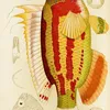 Fishes III (1885-1890) (1)-full by Frederick McCoy
