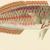Unidentified Fish (6)-d1 by Luigi Balugani