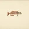 Unidentified Fish (6)-full by Luigi Balugani