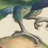 Ornithologia methodice digesta Pl.120 (1767-1776)-d1 by Saverio Manetti