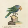 Ornithologia methodice digesta Pl.120 (1767-1776)-full by Saverio Manetti
