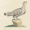 Ornithologia methodice digesta Pl.222 (1767-1776)-d2 by Saverio Manetti