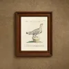 Ornithologia methodice digesta Pl.222 (1767-1776)-frame by Saverio Manetti