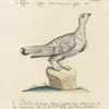 Ornithologia methodice digesta Pl.222 (1767-1776)-full by Saverio Manetti
