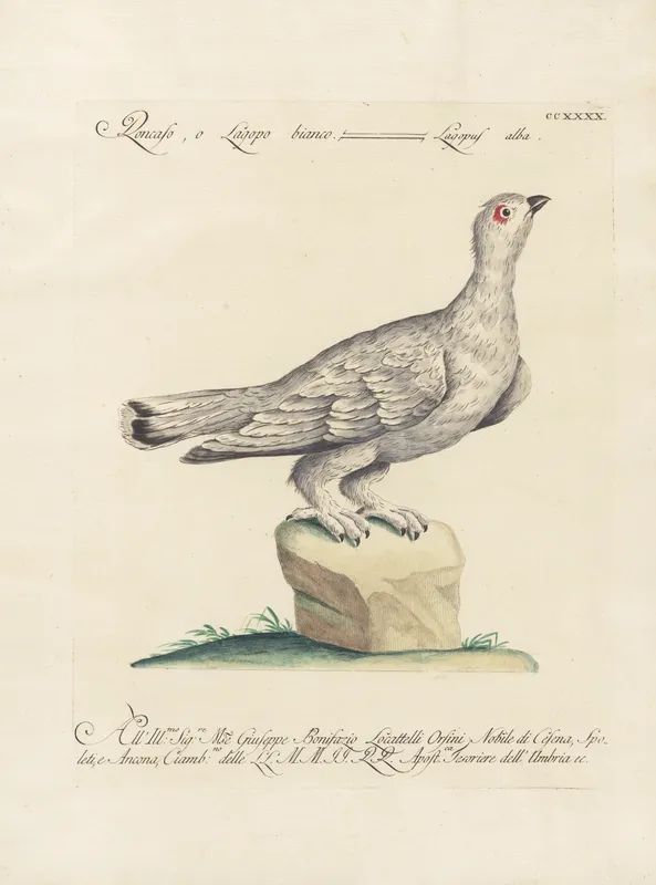 Ornithologia methodice digesta Pl.222 (1767-1776)-full by Saverio Manetti