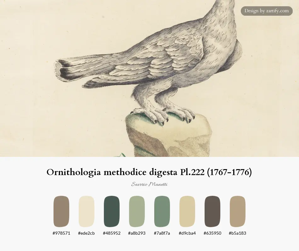 Ornithologia methodice digesta Pl.222 (1767-1776)-palette by Saverio Manetti
