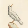Ornithologia methodice digesta Pl.285 (1767-1776)-d2 by Saverio Manetti
