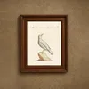 Ornithologia methodice digesta Pl.285 (1767-1776)-frame by Saverio Manetti