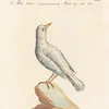 Ornithologia methodice digesta Pl.285 (1767-1776)-full by Saverio Manetti