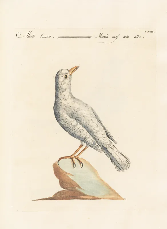 Ornithologia methodice digesta Pl.285 (1767-1776)-full by Saverio Manetti
