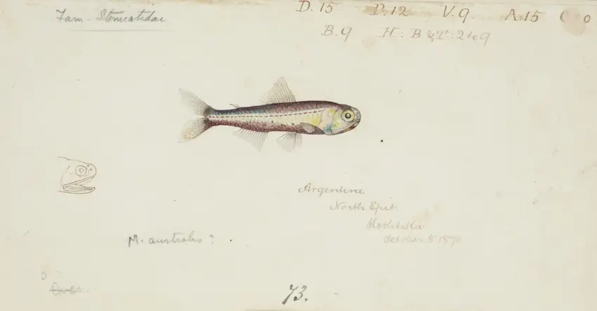 Maurolicus muelleri (1870) by Frank Edward Clarke