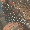 Western Tragopan (Tragopan melanocephalus). (1918-1922)-d1 by Archibald Thorburn