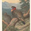 Western Tragopan (Tragopan melanocephalus). (1918-1922)-d2 by Archibald Thorburn