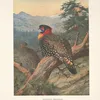 Western Tragopan (Tragopan melanocephalus). (1918-1922)-full by Archibald Thorburn