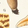 Armillaria aurantia Schäff. Quél. (1915-1945)-d1 by Hans Walty