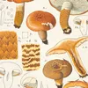 Armillaria aurantia Schäff. Quél. (1915-1945)-d2 by Hans Walty
