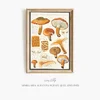 Armillaria aurantia Schäff. Quél. (1915-1945)-frame by Hans Walty