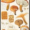Armillaria aurantia Schäff. Quél. (1915-1945)-full by Hans Walty