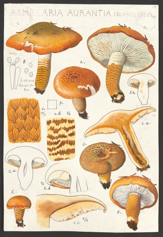 Armillaria aurantia Schäff. Quél. (1915-1945)-full by Hans Walty