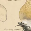 Boletus felleus Bull., Thylopilus felleus Fr. (1915-1945)-d1 by Hans Walty
