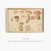 Boletus felleus Bull., Thylopilus felleus Fr. (1915-1945)-frame by Hans Walty
