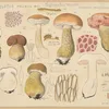 Boletus felleus Bull., Thylopilus felleus Fr. (1915-1945)-full by Hans Walty
