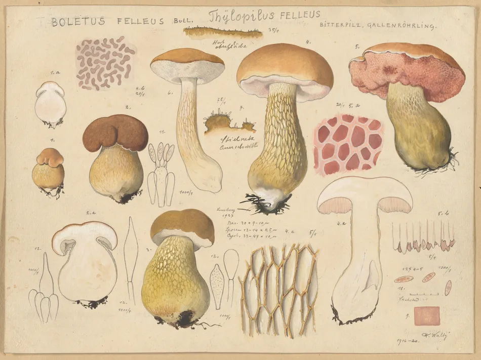 Boletus felleus Bull., Thylopilus felleus Fr. (1915-1945)-full by Hans Walty