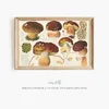 Boletus pinicola Venturi, Vittadini (1915-1945)-frame by Hans Walty