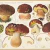 Boletus pinicola Venturi, Vittadini (1915-1945)-full by Hans Walty
