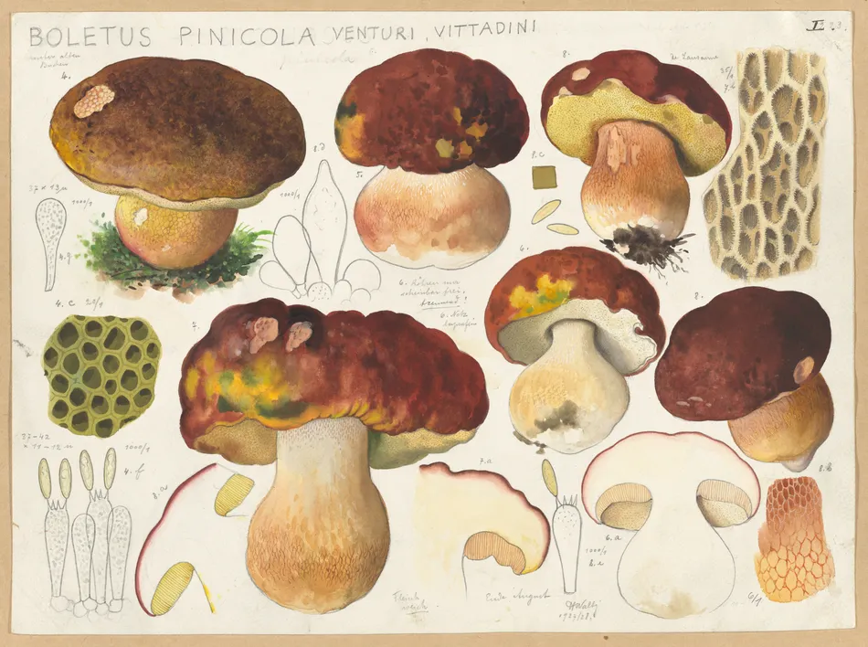 Boletus pinicola Venturi, Vittadini (1915-1945)-full by Hans Walty