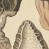 Morchella elata (1915-1945)-d1 by Hans Walty