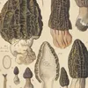 Morchella elata (1915-1945)-d2 by Hans Walty