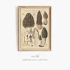 Morchella elata (1915-1945)-frame by Hans Walty