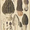Morchella elata (1915-1945)-full by Hans Walty