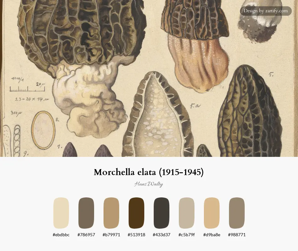 HEX color palette extracted from Morchella elata (1915-1945)-palette by Hans Walty