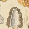 Morchella esculenta L. (Pers.) (1915-1945)-d1 by Hans Walty