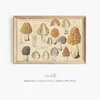 Morchella esculenta L. (Pers.) (1915-1945)-frame by Hans Walty
