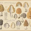 Morchella esculenta L. (Pers.) (1915-1945)-full by Hans Walty