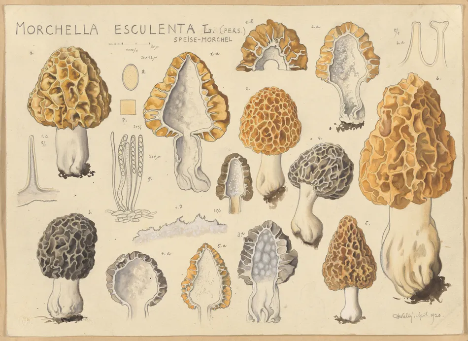 Morchella esculenta L. (Pers.) (1915-1945)-full by Hans Walty